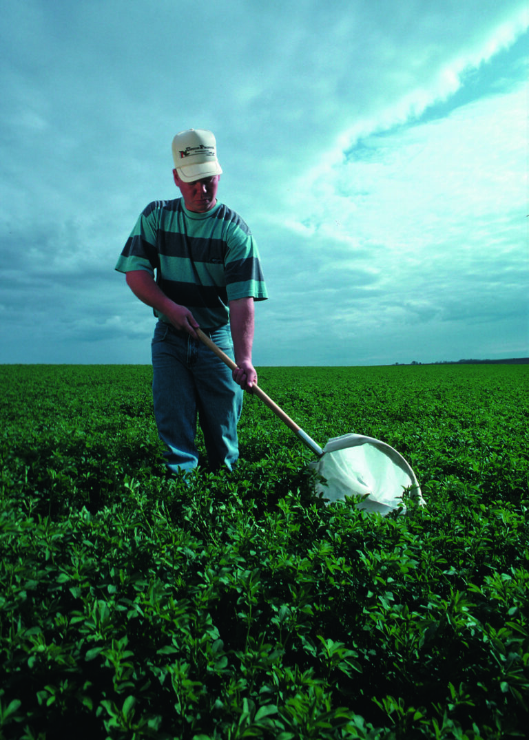 Quy trình IPM trên cây trồng: giám sát, ngưỡng hành động và đánh giá - real field image 1