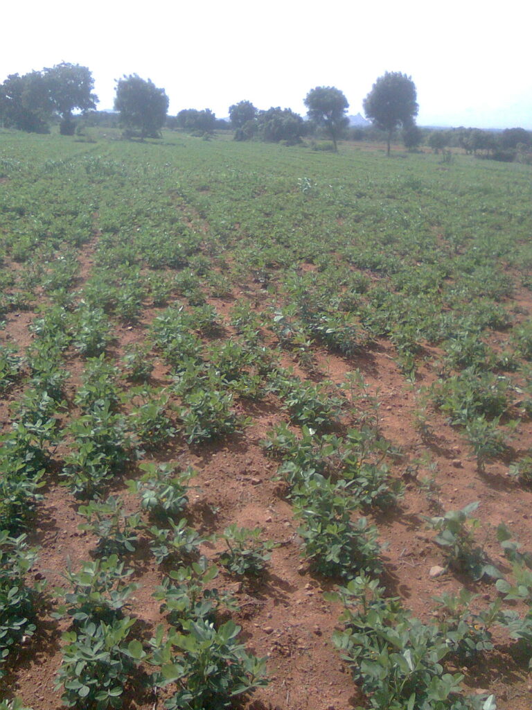 Quy trình canh tác lạc: đất, canxi vùng quả và quản lý bệnh - real field image 1