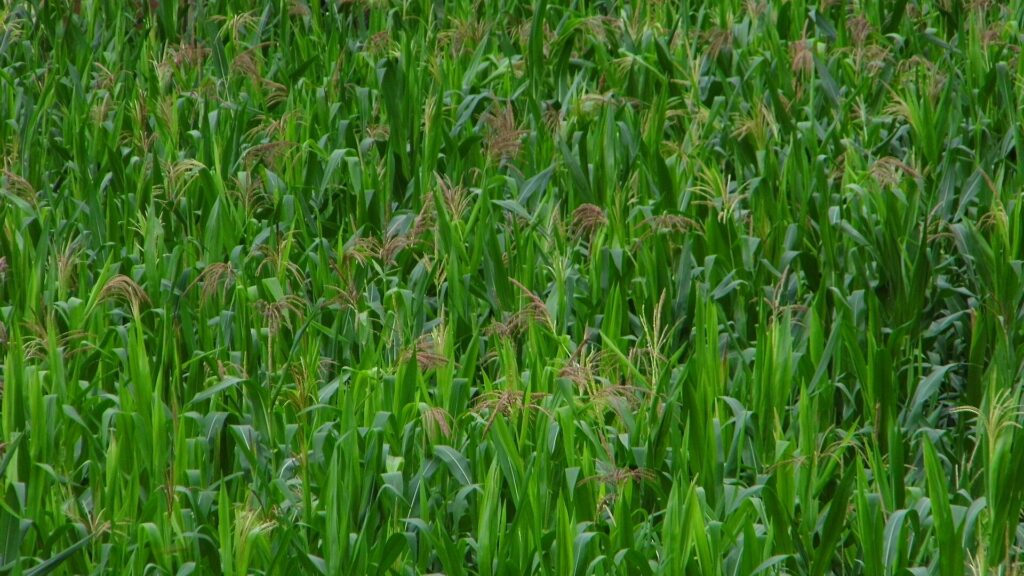 Quy trình canh tác ngô theo mật độ, nước và dinh dưỡng - real field image 1