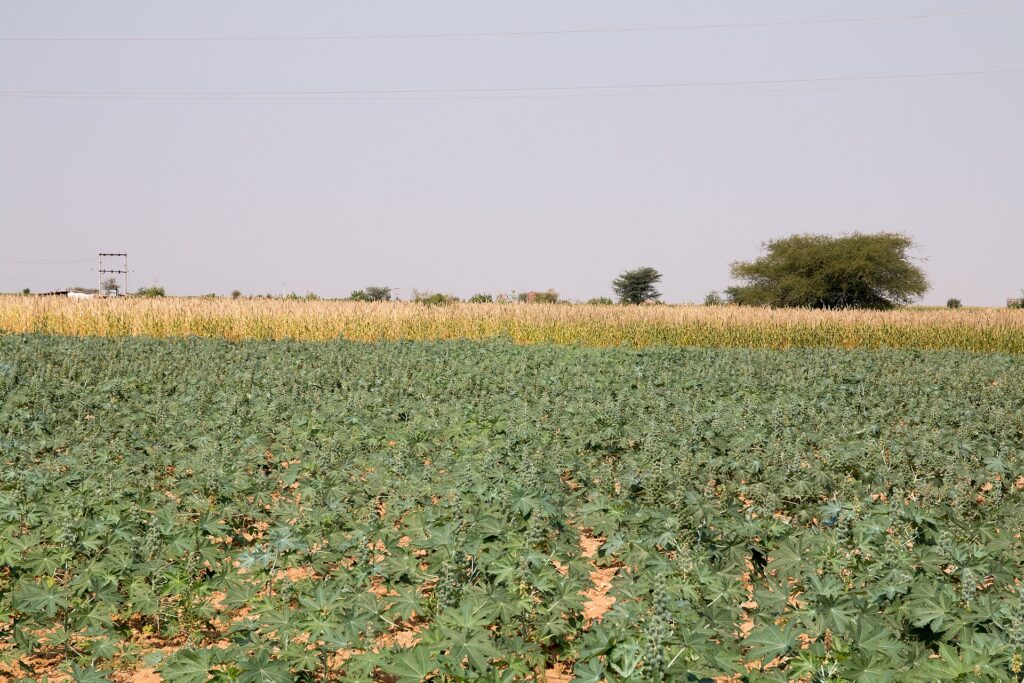 Quy trình canh tác ngô theo mật độ, nước và dinh dưỡng - real field image 2