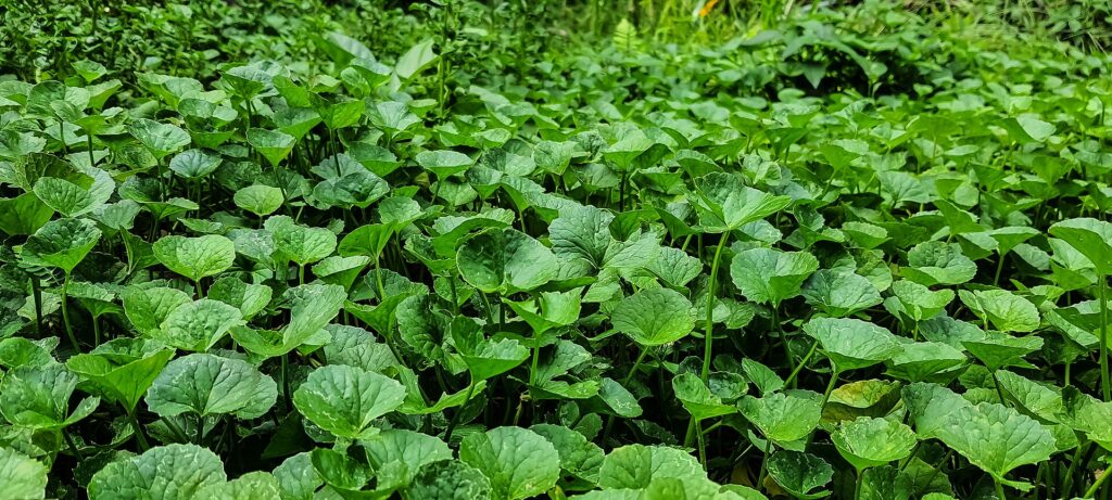 Thảm rau má Centella asiatica sinh trưởng sát mặt đất