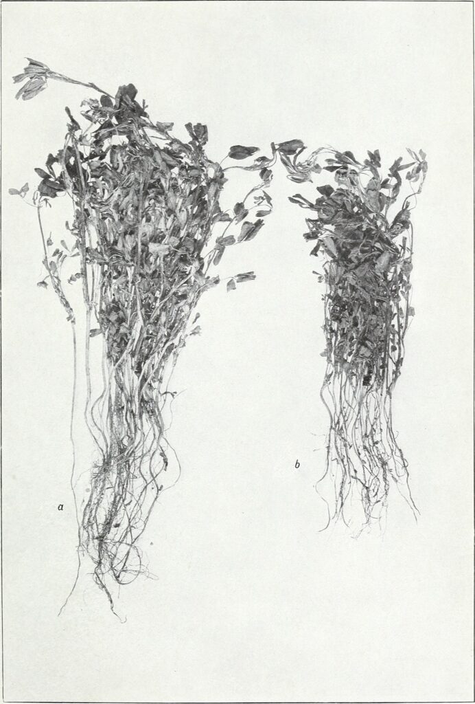 Rhizobium với đậu đỗ: khi nào cần chủng và cách kiểm tra nốt sần - real field image 2