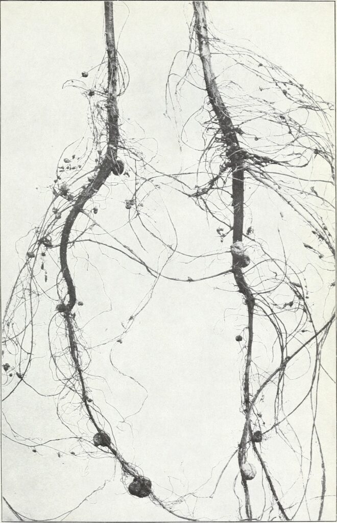 Rhizobium với đậu đỗ: khi nào cần chủng và cách kiểm tra nốt sần - real field image 3