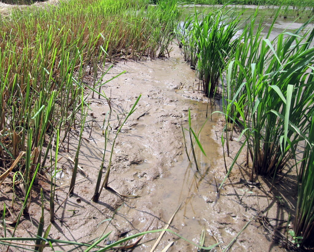 Quy trình sản xuất mạ lúa khỏe và đồng đều - real field image 1