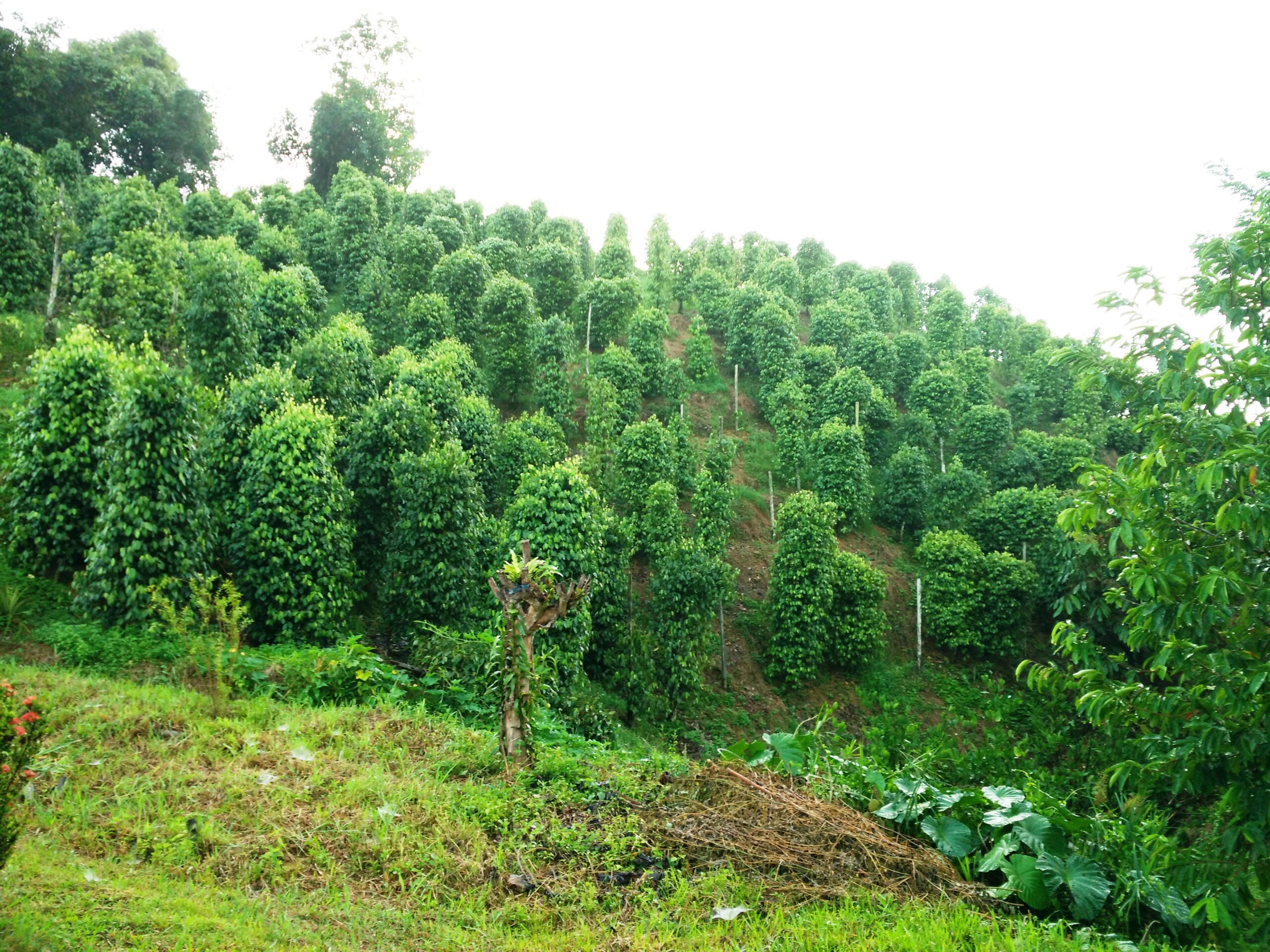 black pepper plantation