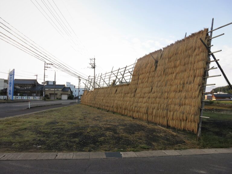 Thu hoạch và làm khô lúa: độ chín, ẩm hạt và giảm tổn thất - real field image 1