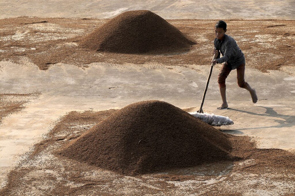 Thu hoạch và làm khô lúa: độ chín, ẩm hạt và giảm tổn thất - real field image 4