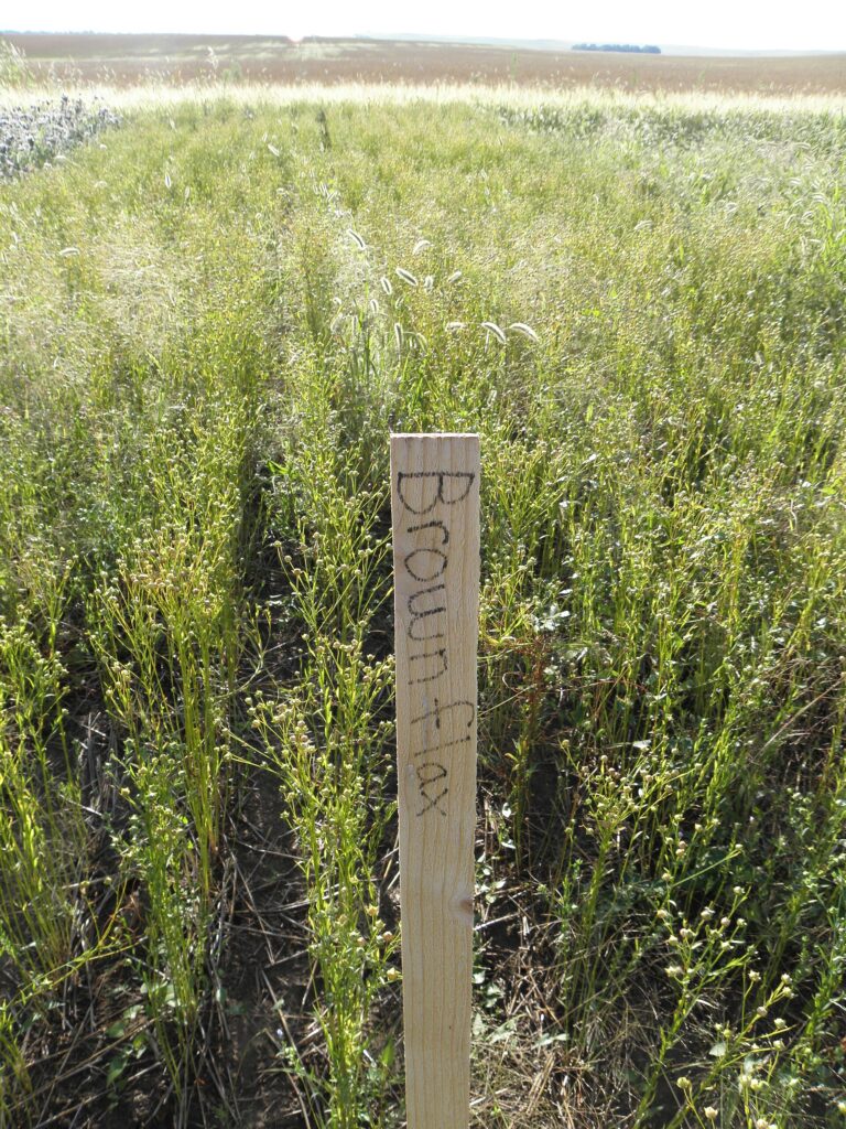 Thiết kế thử nghiệm chế phẩm vi sinh ngoài đồng - real field image 1