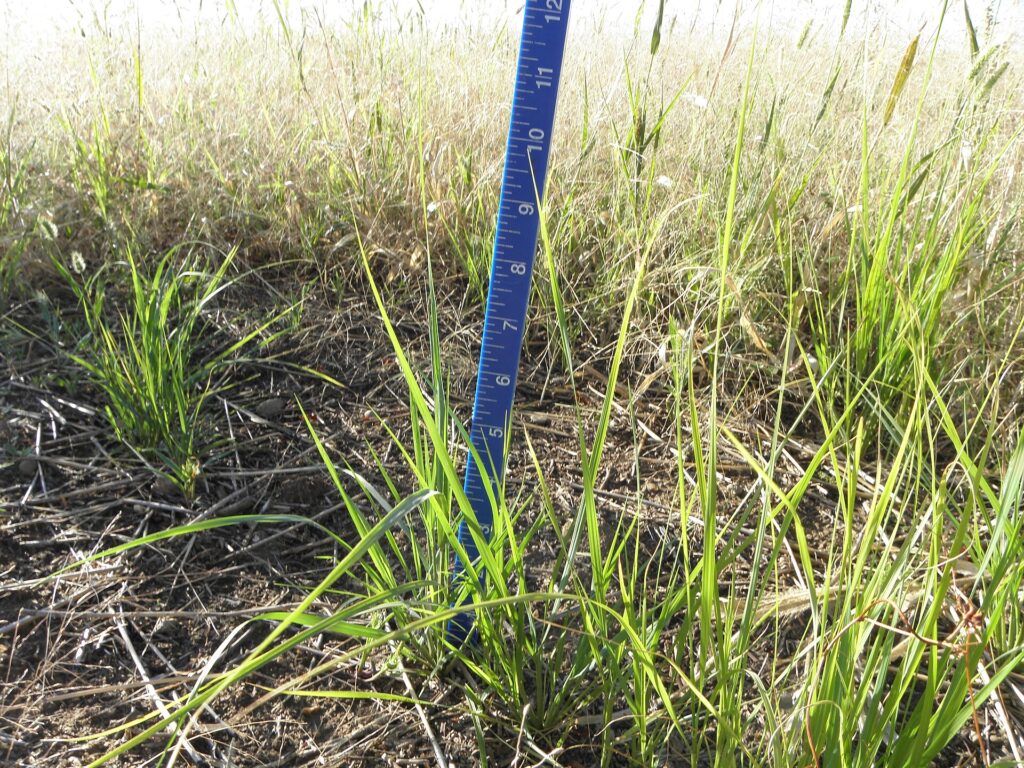 Thiết kế thử nghiệm chế phẩm vi sinh ngoài đồng - real field image 2