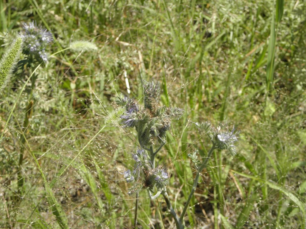 Thiết kế thử nghiệm chế phẩm vi sinh ngoài đồng - real field image 4