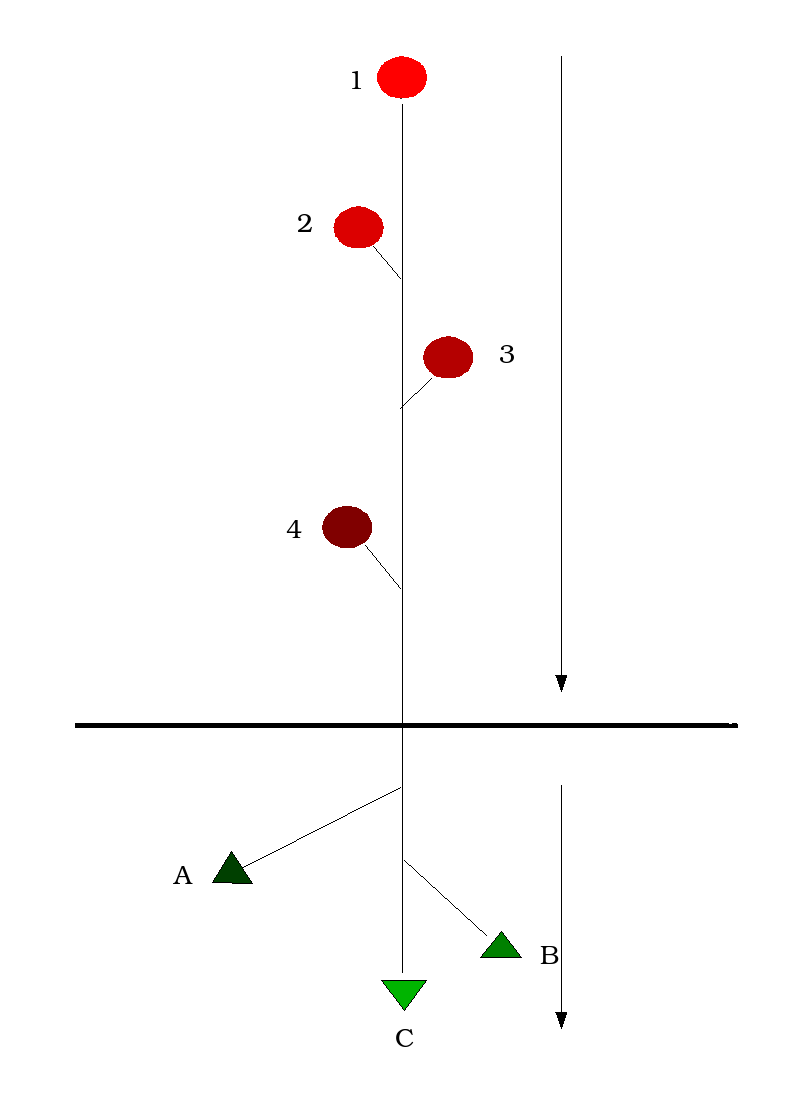 apical dominance auxin