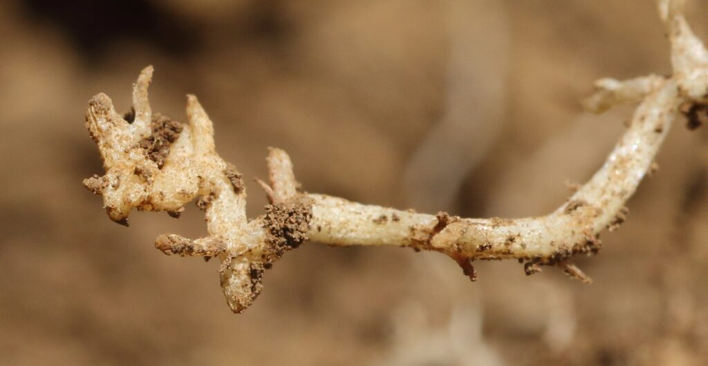 Vi sinh vật hòa tan kali: bằng chứng và ứng dụng trong quản lý K - real field image 3