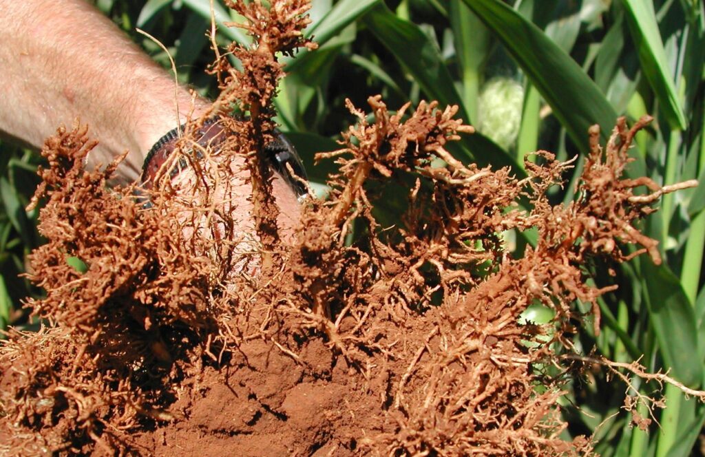 Ứng dụng vi sinh cho rau màu: chọn chế phẩm và thử nghiệm tại ruộng - real field image 1