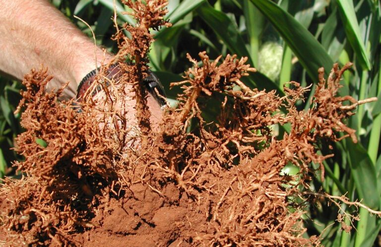 Vi sinh cho sen đá: bằng chứng, rủi ro ẩm và nguyên tắc thử nghiệm - real field image 1