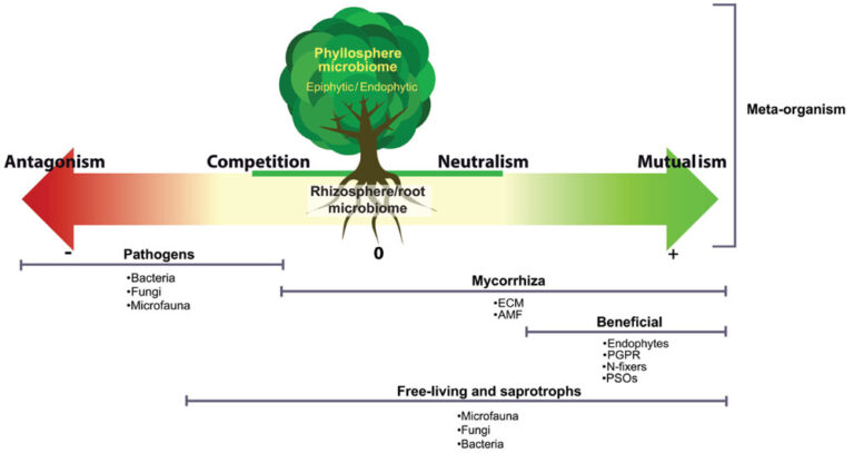Vùng rễ rhizosphere – Nơi cây, đất và vi sinh vật trao đổi dinh dưỡng - anh minh hoa 1