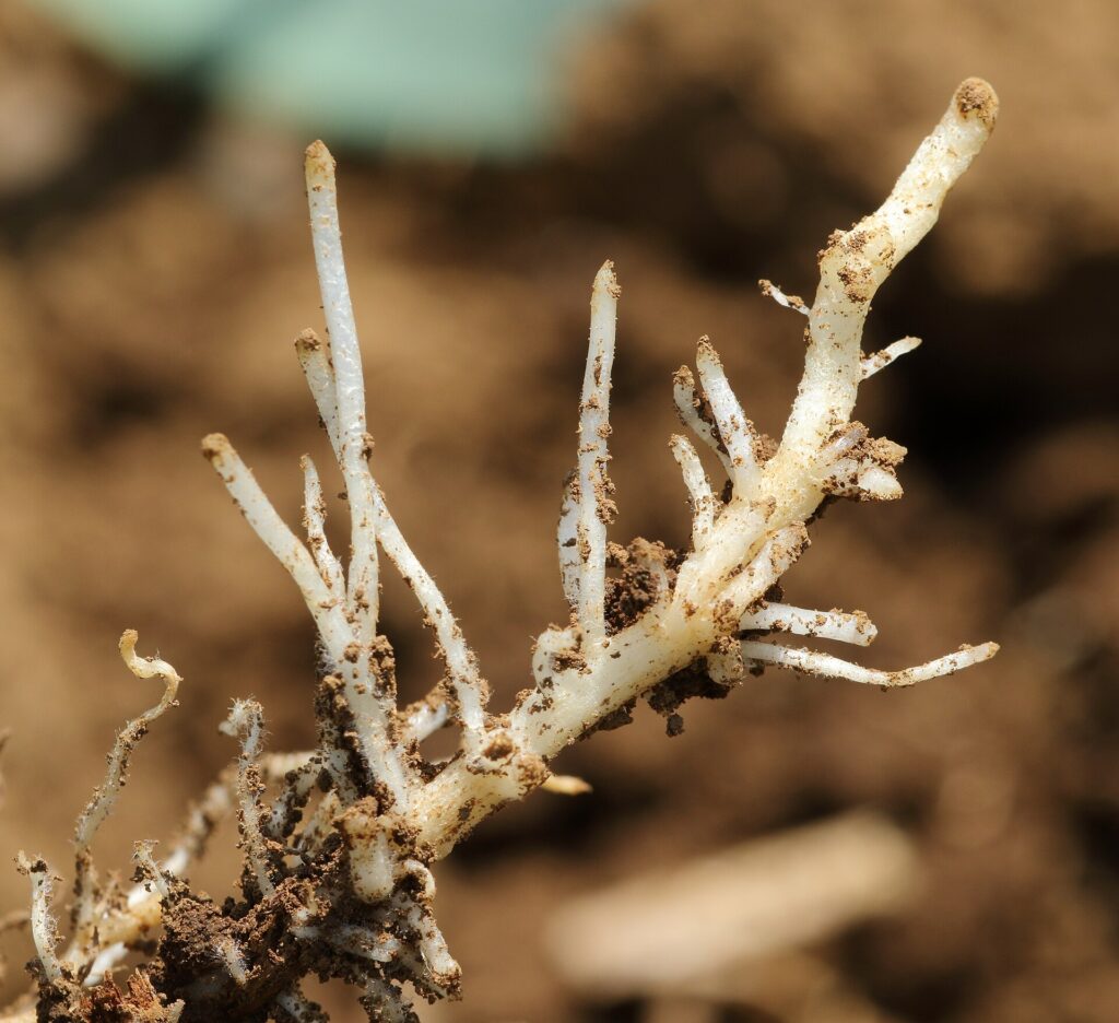 Quy trình xử lý hạt bằng vi sinh vật có ích - real field image 4