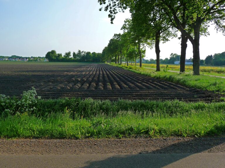 Quy trình xử lý thanh long ra hoa nghịch vụ bằng ánh sáng - real field image 1