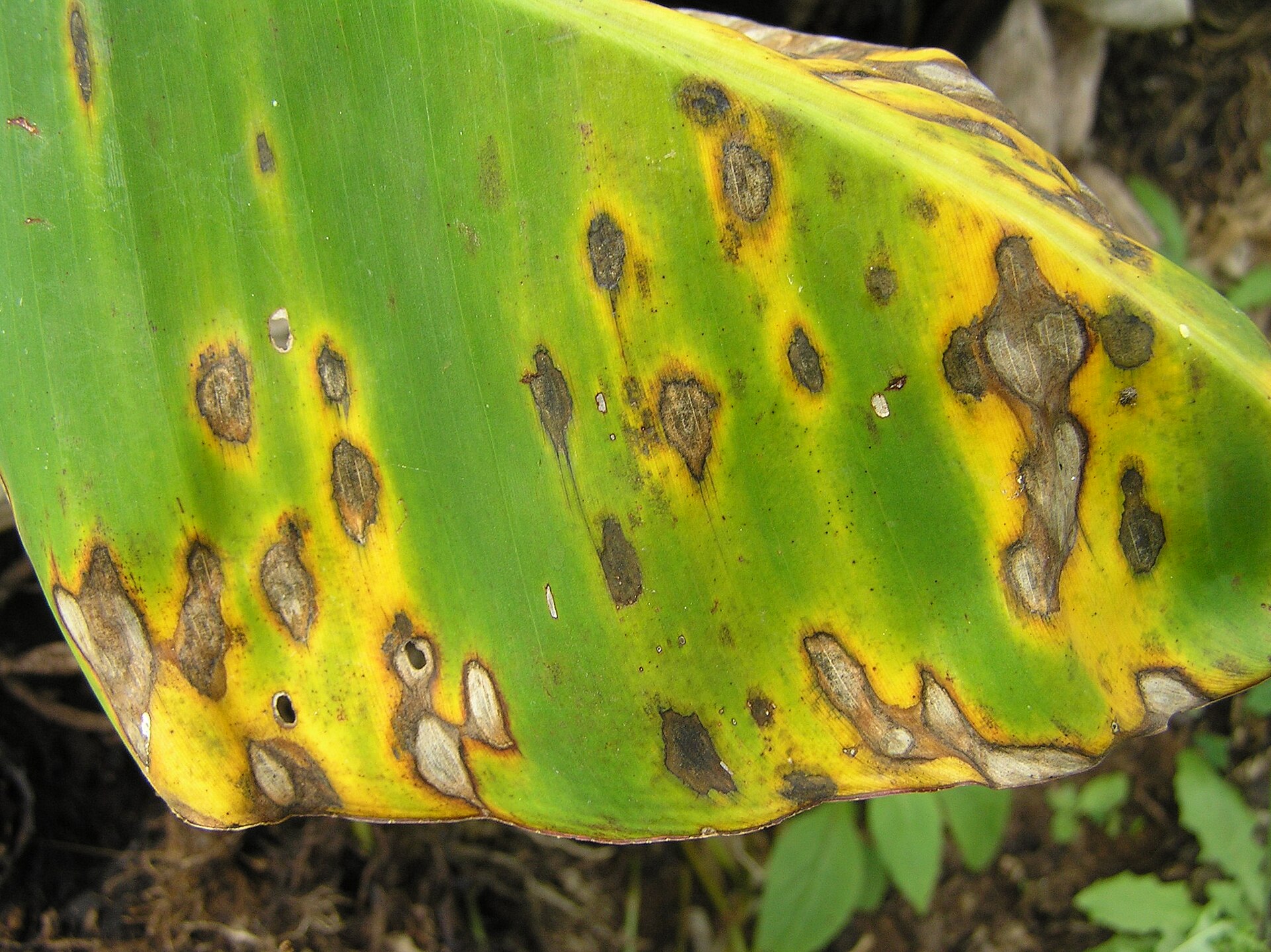 Ảnh thật minh họa Hiện tượng héo rũ ở cây trồng: Banana black leaf streak (symptoms on young plant)
