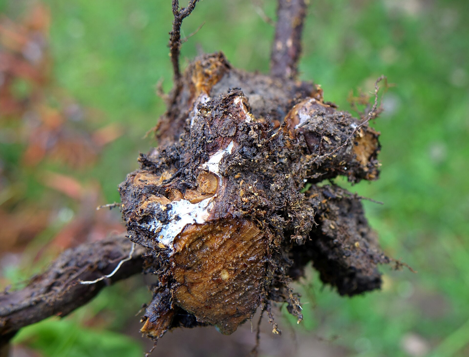 Ảnh thật minh họa Bệnh thối nhũn cải bắp: Rhododendron-Phytophthora Root Rot (2)