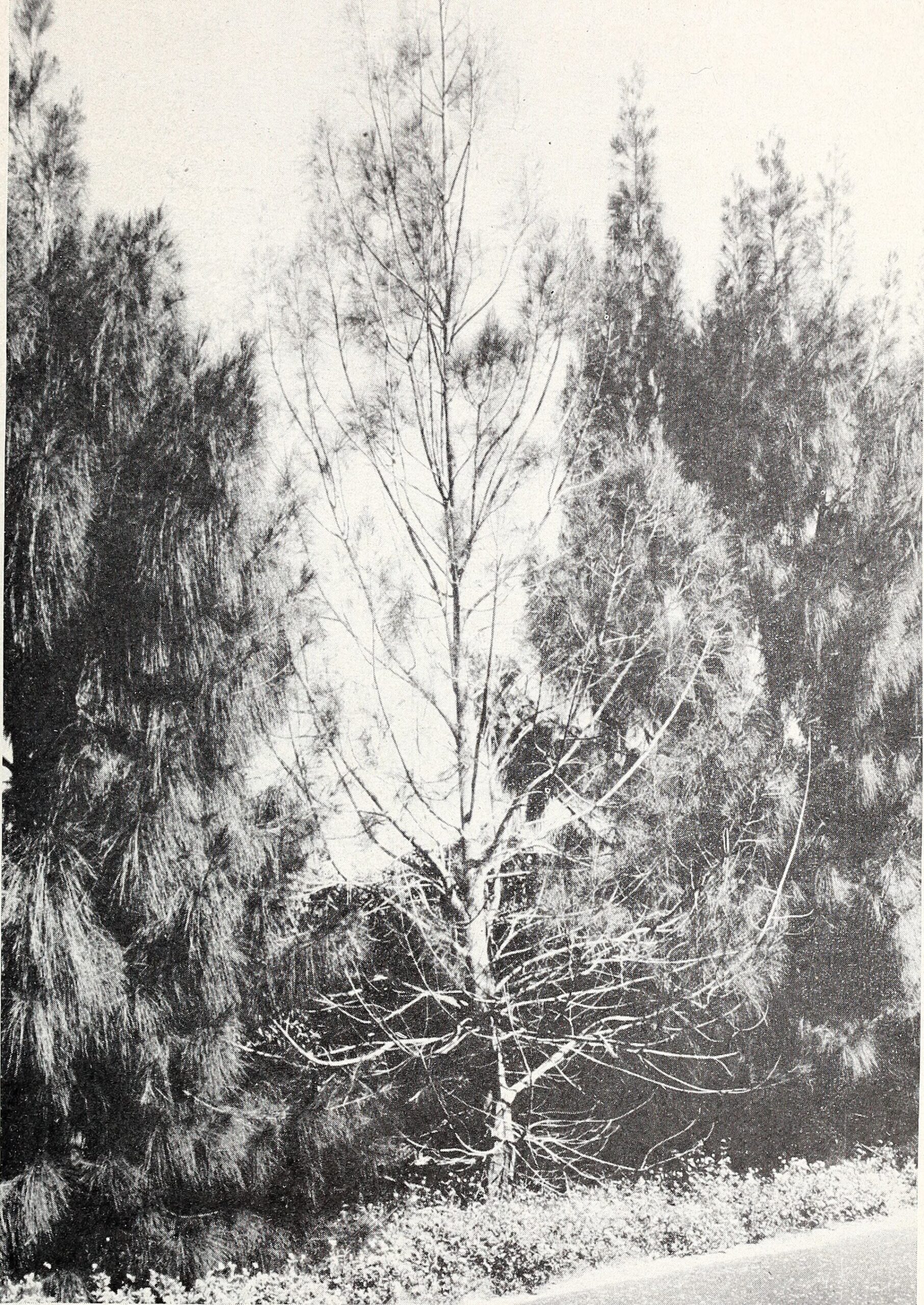 Ảnh thật minh họa Bệnh khảm lá sắn: Clitocybe root rot of woody plants in the southeastern United States (1950) (20468957140)