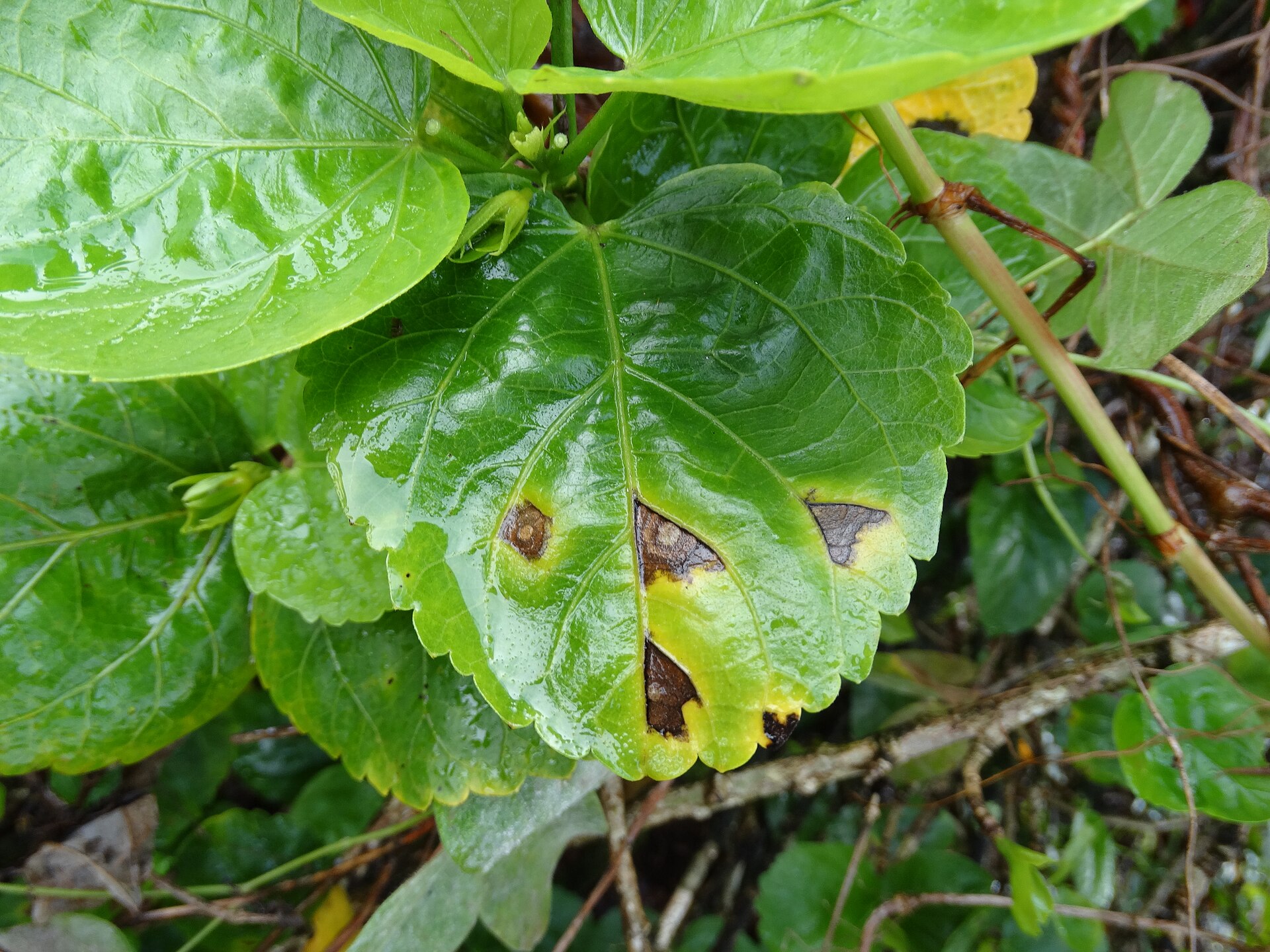 Ảnh thật minh họa Bệnh khảm lá sắn: Hibiscus Bacterial leaf spot (28018724659)