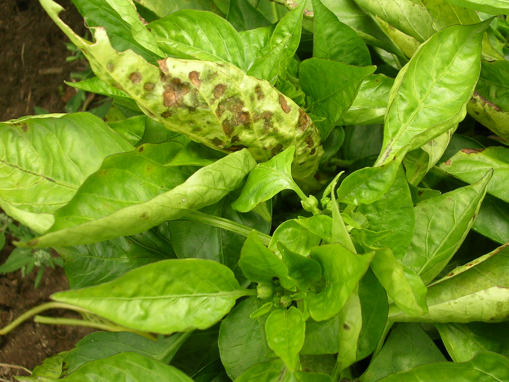 Ảnh thật minh họa Bệnh thối nhũn cải bắp: Bacterial leaf spot symptoms