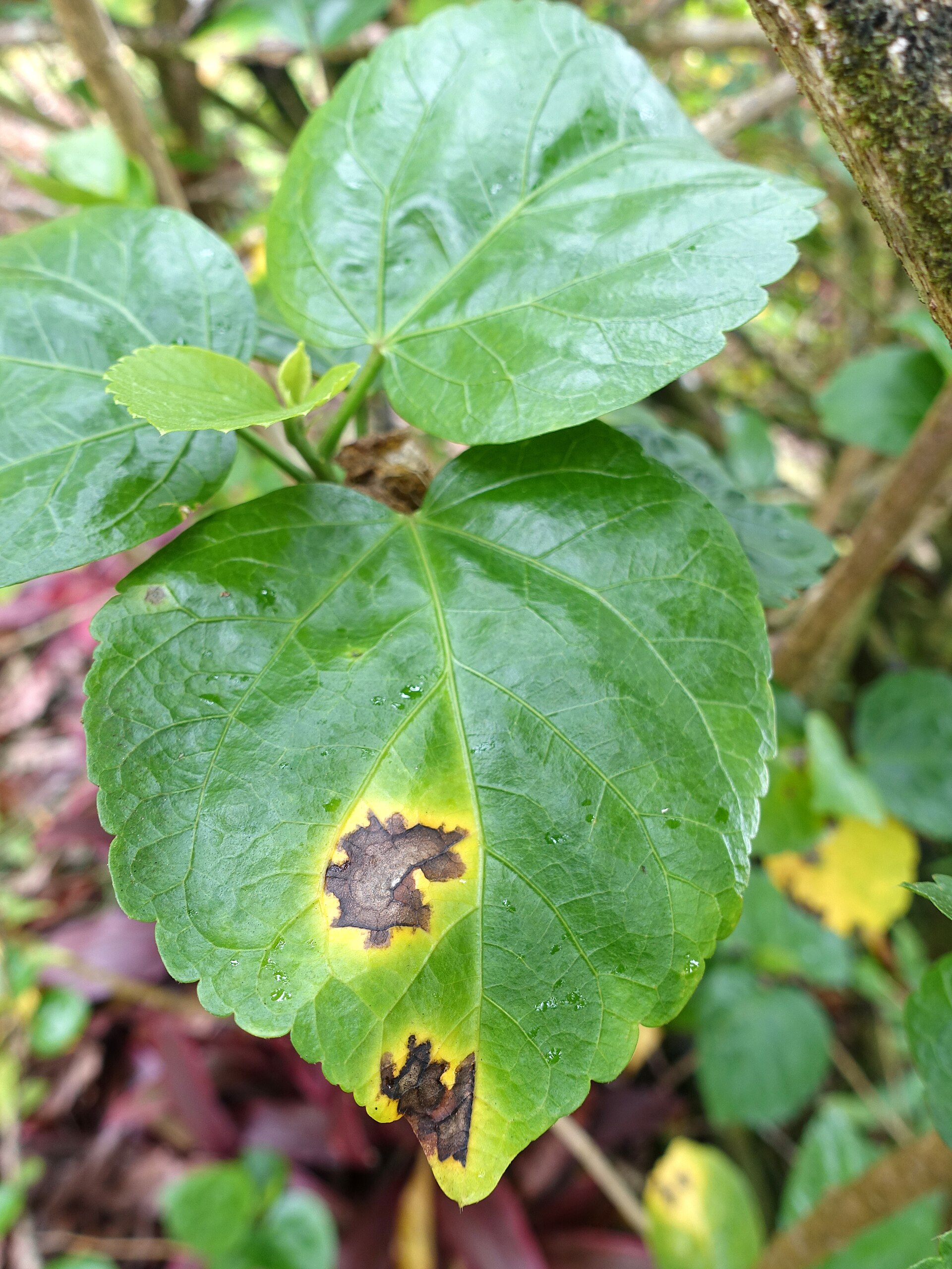 Ảnh thật minh họa Bệnh thán thư xoài: Hibiscus Bacterial leaf spot (17936095742)