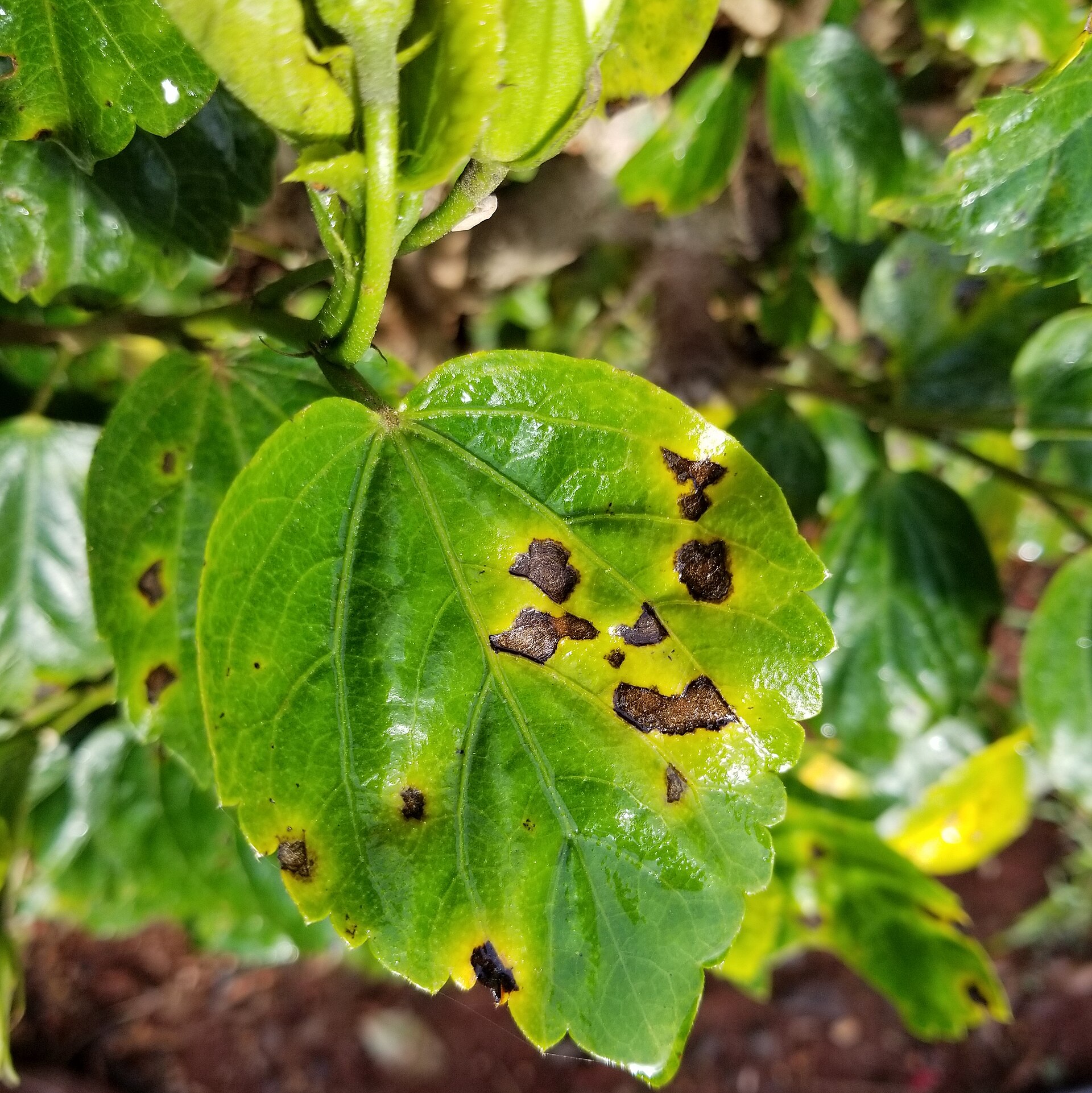 Ảnh thật minh họa Bệnh khảm lá sắn: Hibiscus Bacterial leaf spot (38849847120)
